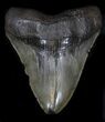 Huge, Serrated Megalodon Tooth - South Carolina #34357-2